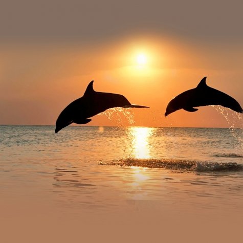 zonsondergang en dolfijnen